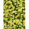 Supertunia MINI Vista 'Yellow'