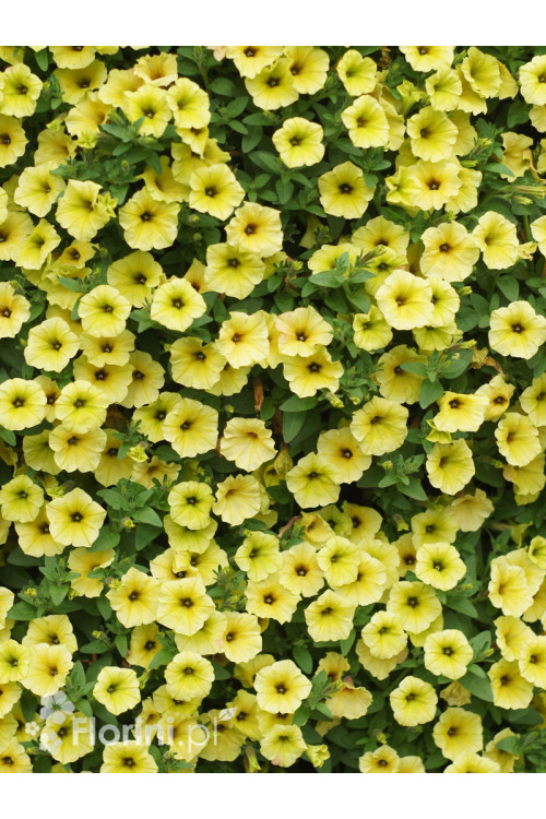 Supertunia MINI Vista 'Yellow'