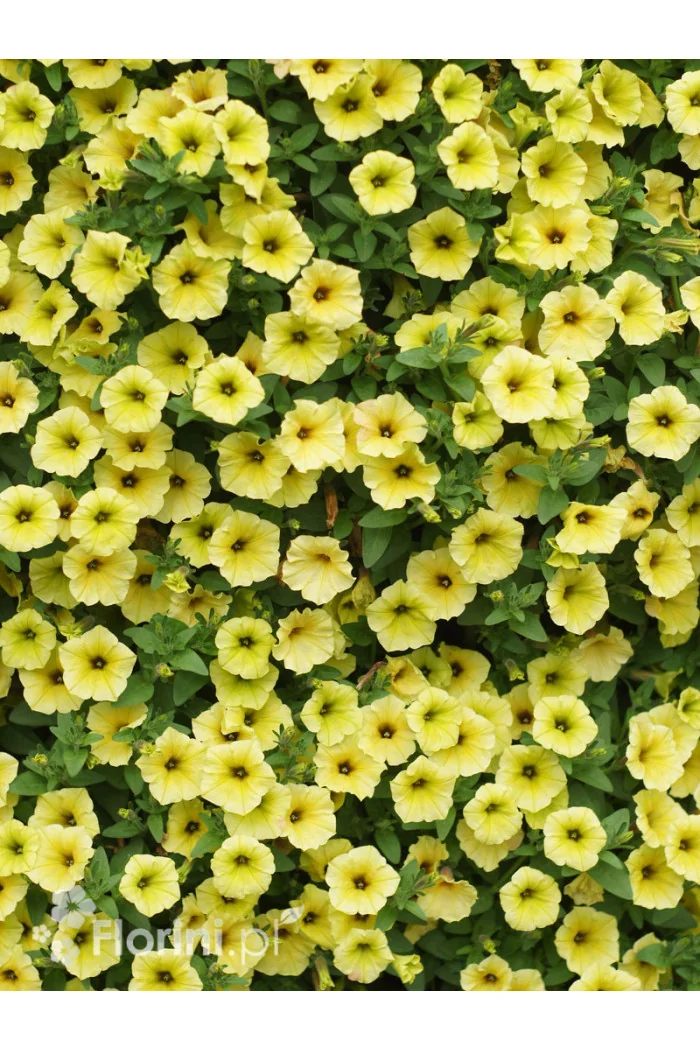Supertunia MINI Vista 'Yellow'