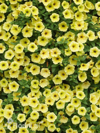 Supertunia MINI Vista 'Yellow'