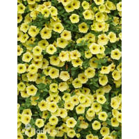 Supertunia MINI Vista 'Yellow'