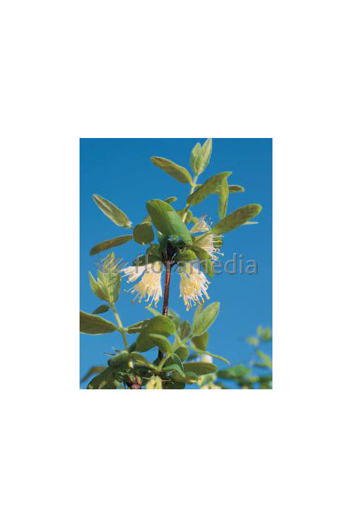 Jagoda kamczacka 'Nimfa' Lonicera coerulea var. Kamtschatica