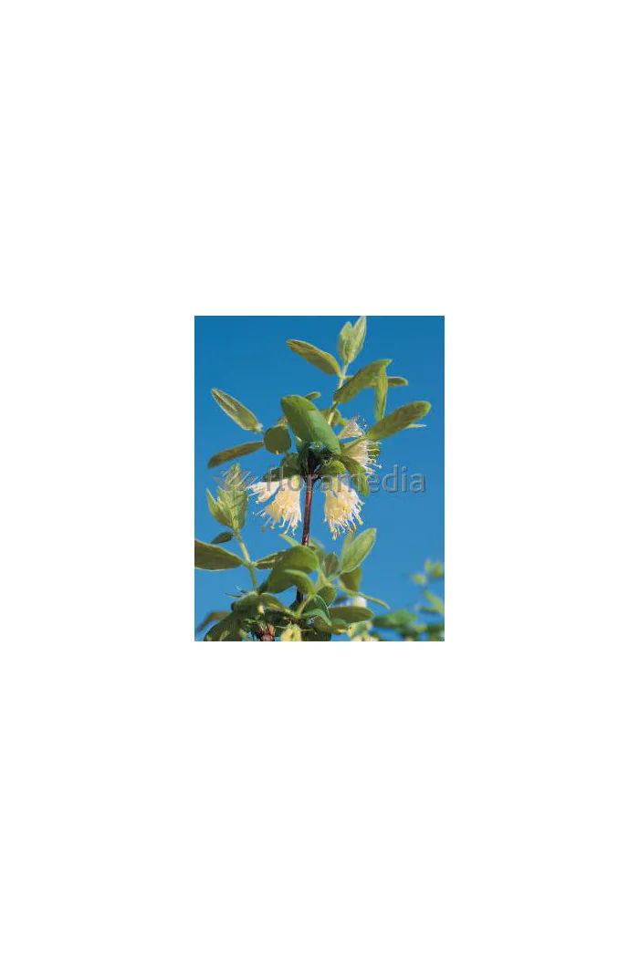 Jagoda kamczacka 'Nimfa' Lonicera coerulea var. Kamtschatica