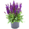 Szałwia Sensation 'Medium Violet' | Salvia