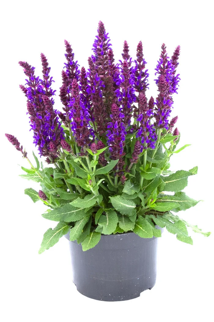 Szałwia Sensation 'Medium Violet' | Salvia
