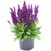 Szałwia Sensation 'Medium Violet' | Salvia