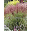 Miskant chiński 'Roter Pfeil' | Miscanthus sinensis