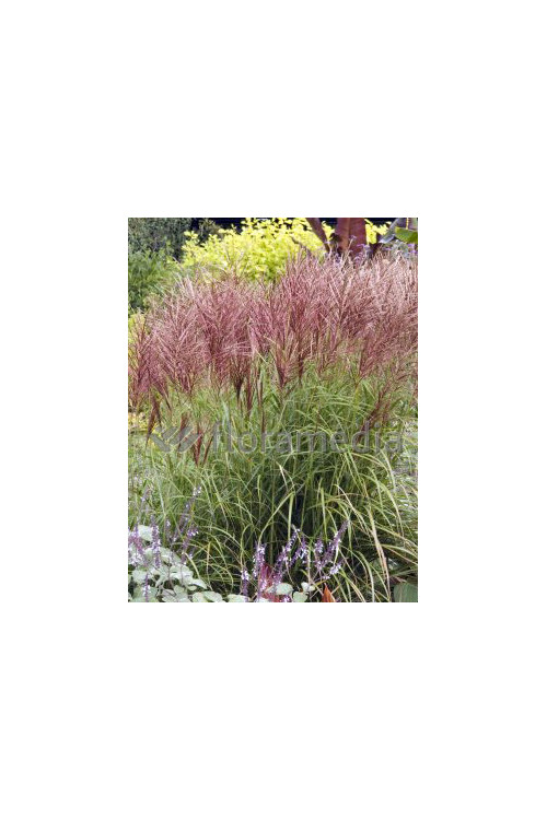 Miskant chiński 'Roter Pfeil' | Miscanthus sinensis