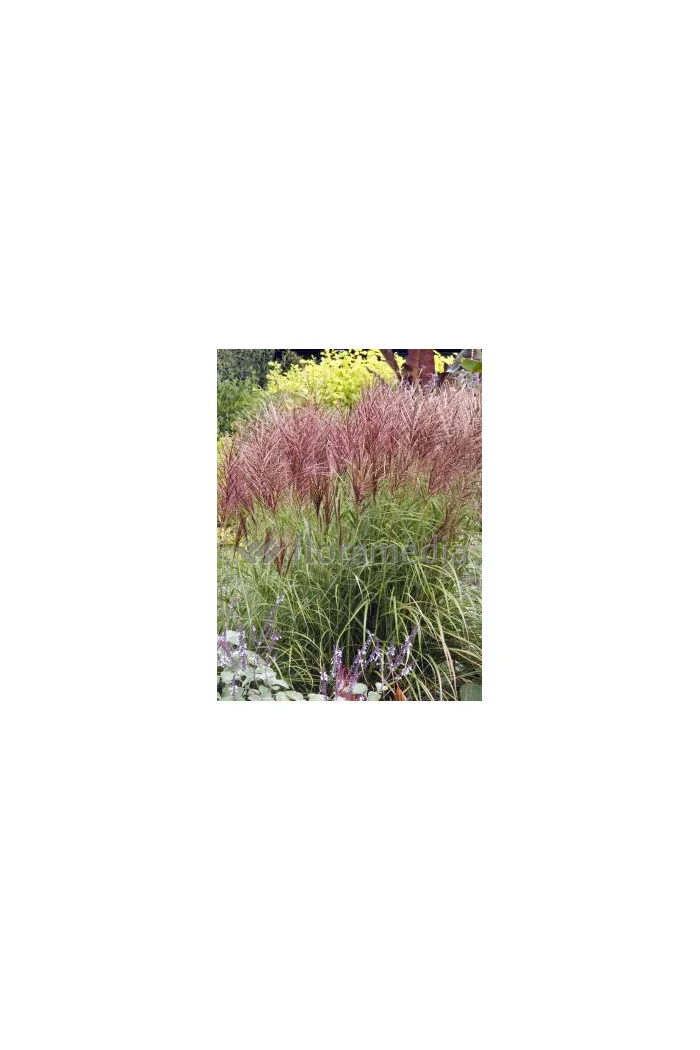 Miskant chiński 'Roter Pfeil' | Miscanthus sinensis