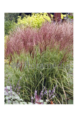 Miskant chiński 'Roter Pfeil' | Miscanthus sinensis