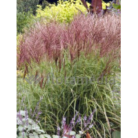 Miskant chiński 'Roter Pfeil' | Miscanthus sinensis