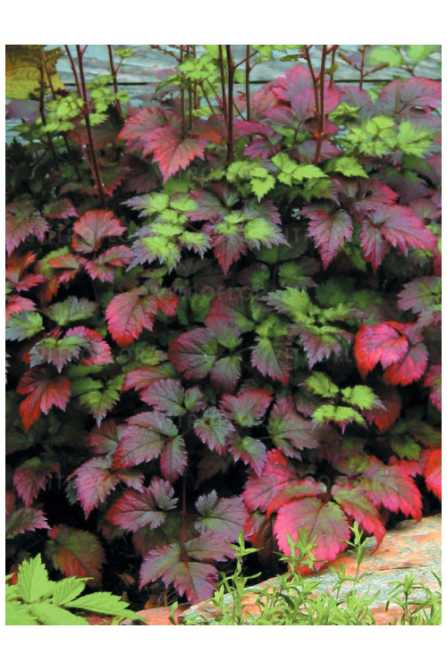 tawułka, tawułka arendsa, astilbe, astilbe arendsii, tawułka białą, tawułka Deutschland