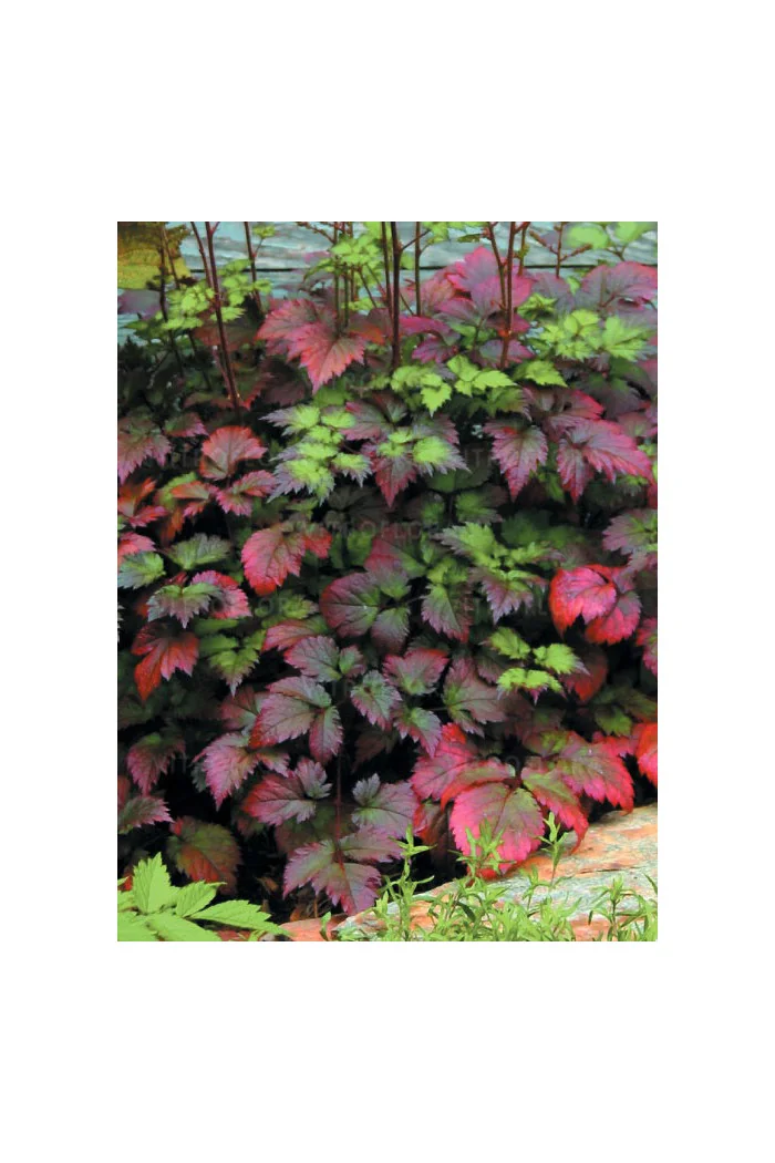 tawułka, tawułka arendsa, astilbe, astilbe arendsii, tawułka białą, tawułka Deutschland