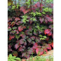 tawułka, tawułka arendsa, astilbe, astilbe arendsii, tawułka białą, tawułka Deutschland