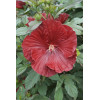 Hibiskus 'Cranberry Crush' Hibiscus