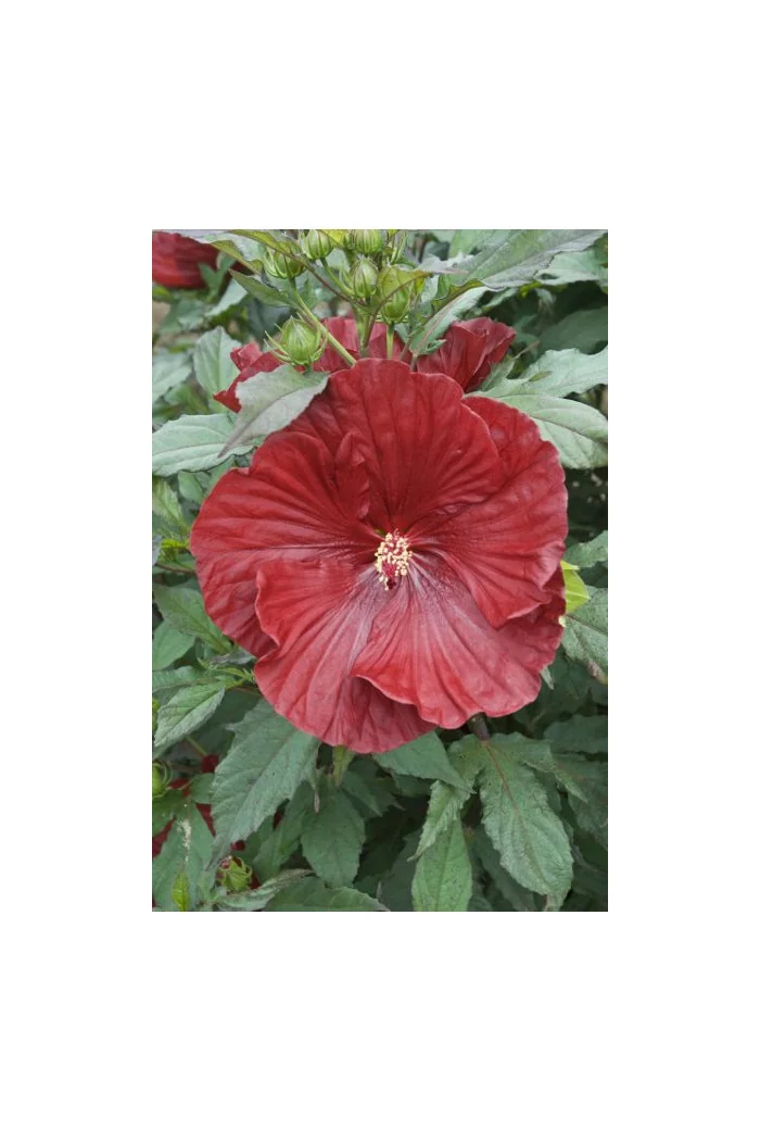 Hibiskus 'Cranberry Crush' Hibiscus
