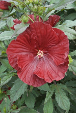 Hibiskus 'Cranberry Crush' Hibiscus