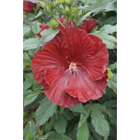 Hibiskus 'Cranberry Crush' Hibiscus