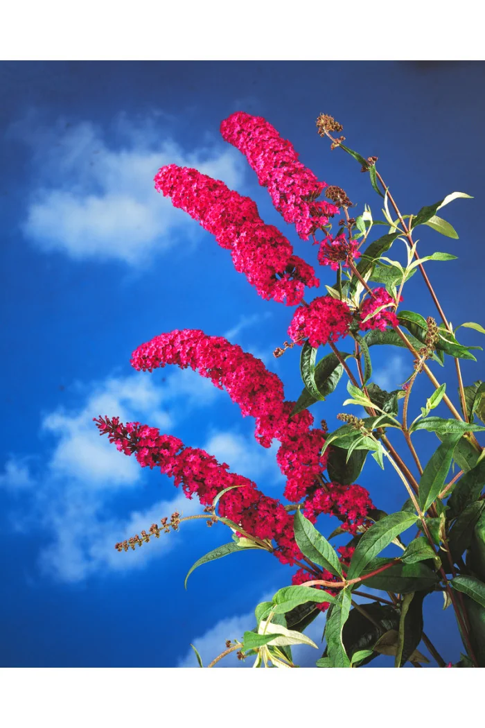 Budleja Dawida 'Royal Red'| Buddleja dawidii