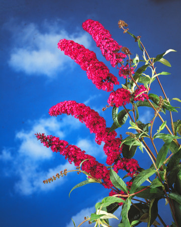 Budleja Dawida 'Royal Red'| Buddleja dawidii