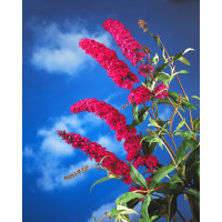Budleja Dawida 'Royal Red'| Buddleja dawidii
