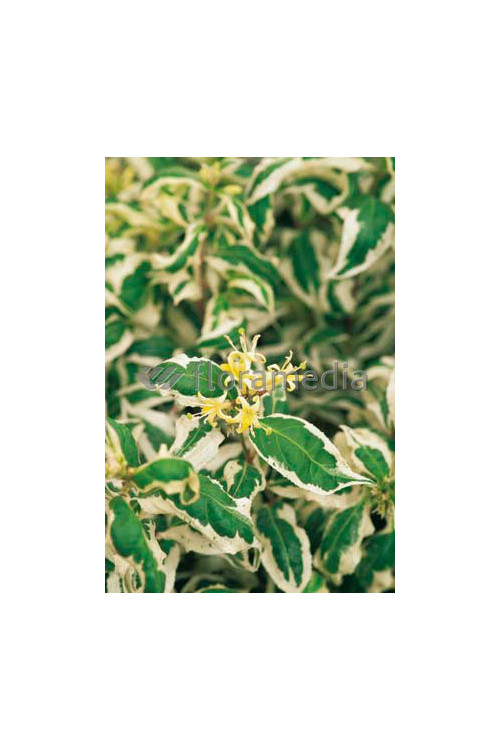 Zadrzewnia bezogonkowa 'Cool Splash' Diervilla sessilifolia