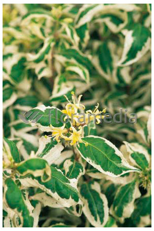 Zadrzewnia bezogonkowa 'Cool Splash' Diervilla sessilifolia