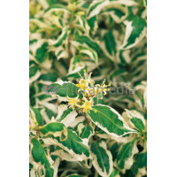 Zadrzewnia bezogonkowa 'Cool Splash' Diervilla sessilifolia