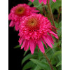 Jeżówka 'Secret Affair' Echinacea