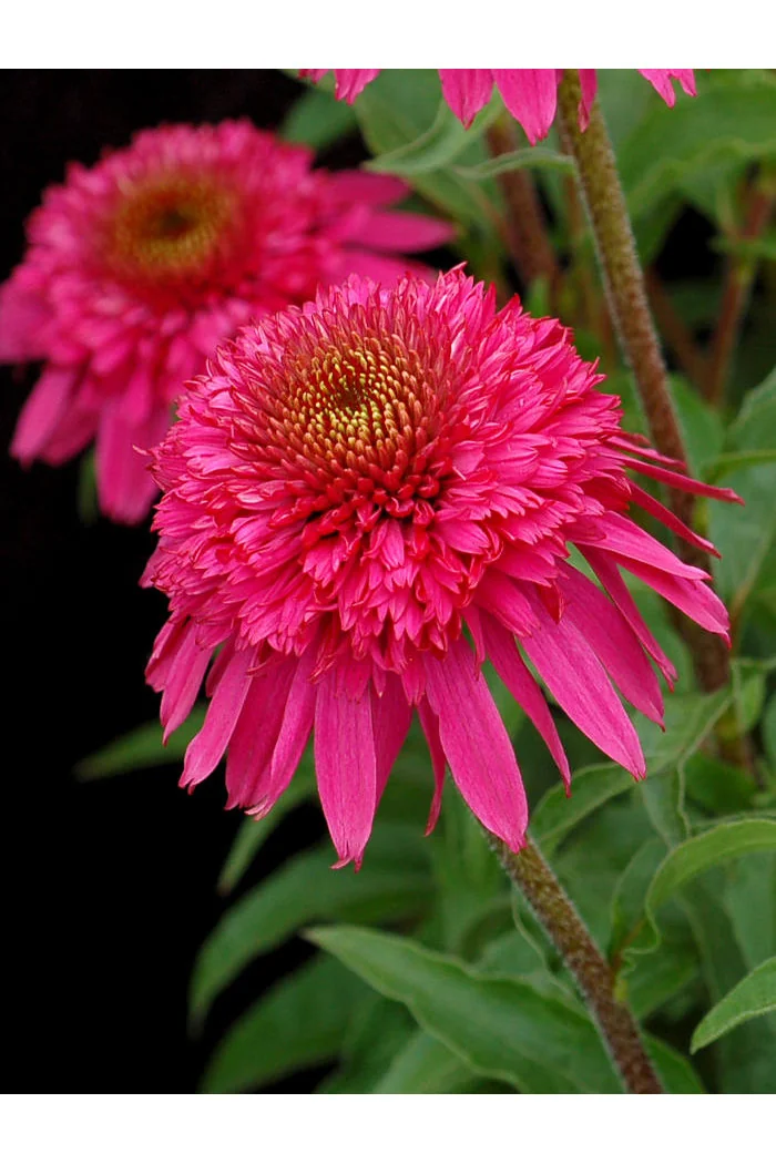 Jeżówka 'Secret Affair' Echinacea