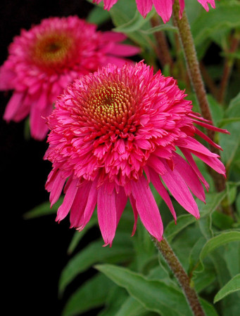 Jeżówka 'Secret Affair' Echinacea