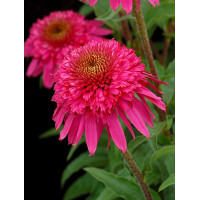 Jeżówka 'Secret Affair' Echinacea