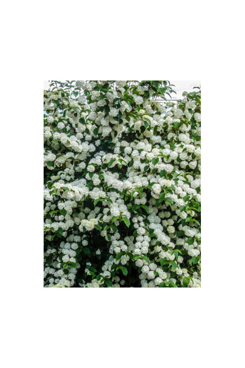 Kalina japońska 'Popcorn' | Viburnum plicatum