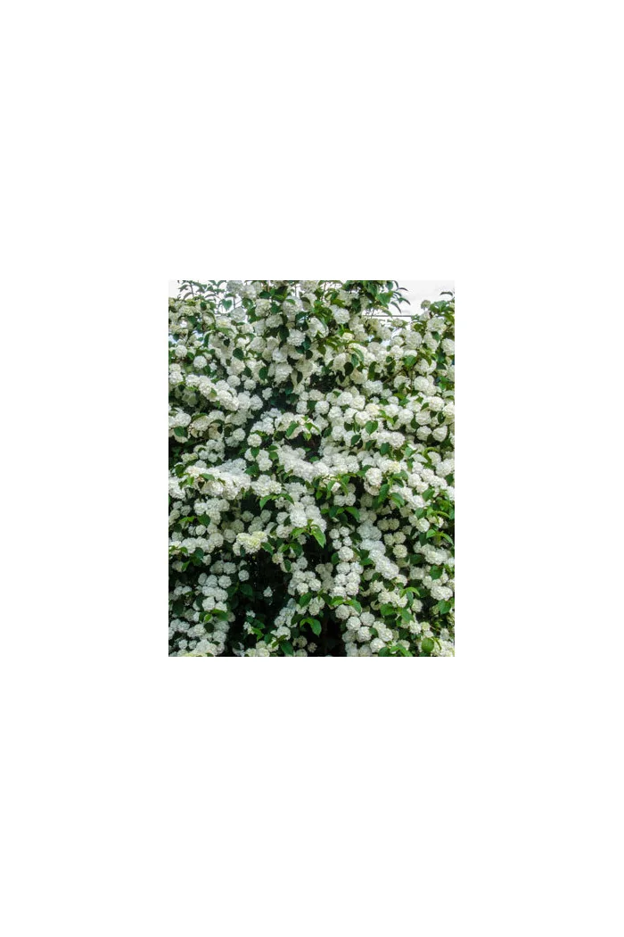 Kalina japońska 'Popcorn' | Viburnum plicatum