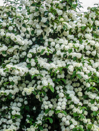 Kalina japońska 'Popcorn' | Viburnum plicatum