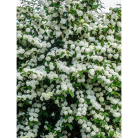 Kalina japońska 'Popcorn' | Viburnum plicatum
