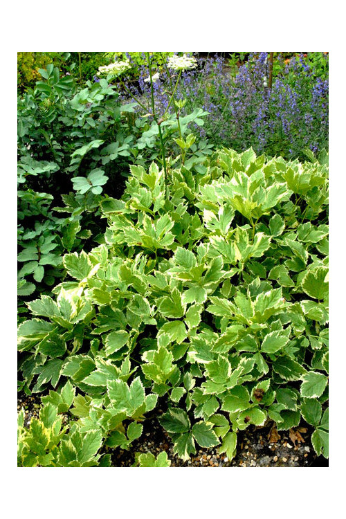 Gorysz miarz 'Daphnis' Peucadanum ostruthium