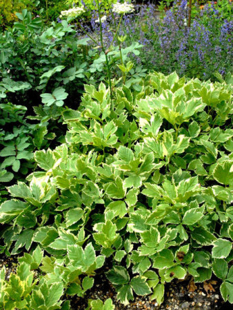 Gorysz miarz 'Daphnis' Peucadanum ostruthium