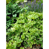 Gorysz miarz 'Daphnis' Peucadanum ostruthium