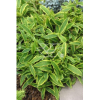 Turzyca rzędowa 'Variegata' | Carex siderosticha