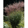 Miskant chiński 'Nippon'| Miscanthus sinensis