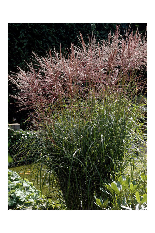 Miskant chiński 'Nippon'| Miscanthus sinensis