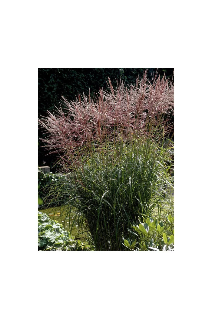 Miskant chiński 'Nippon'| Miscanthus sinensis