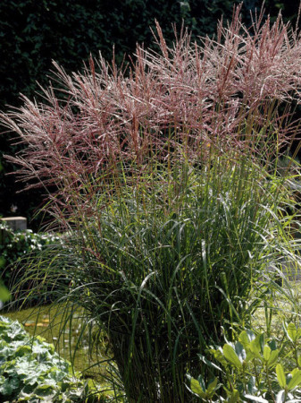 Miskant chiński 'Nippon'| Miscanthus sinensis