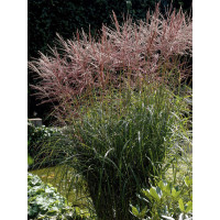 Miskant chiński 'Nippon'| Miscanthus sinensis