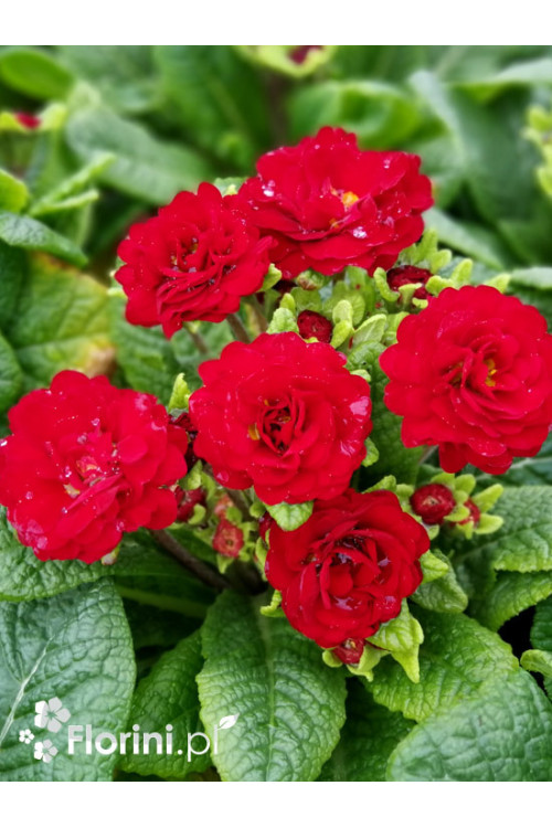 Pierwiosnek 'Belarina® Valentine' | Primula