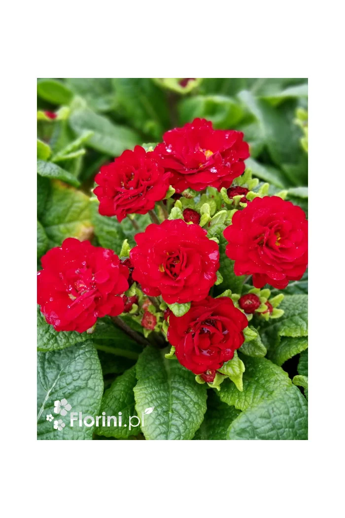 Pierwiosnek 'Belarina® Valentine' | Primula