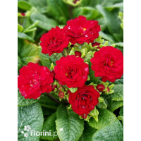 Pierwiosnek 'Belarina® Valentine' | Primula