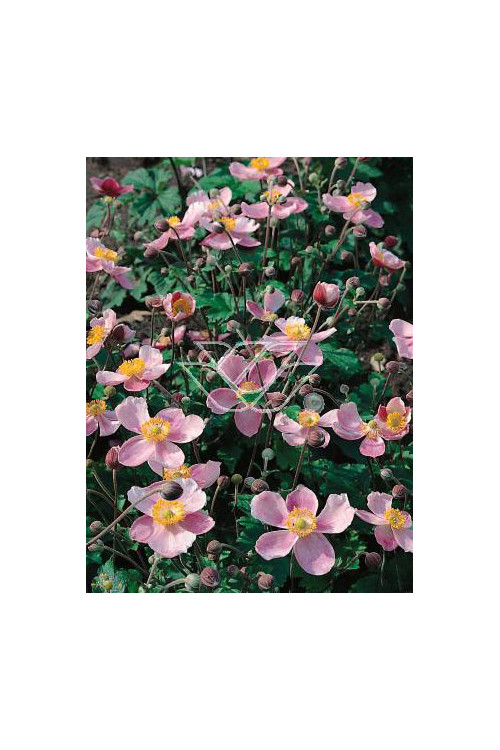 Zawilec japoński Anemone japonica