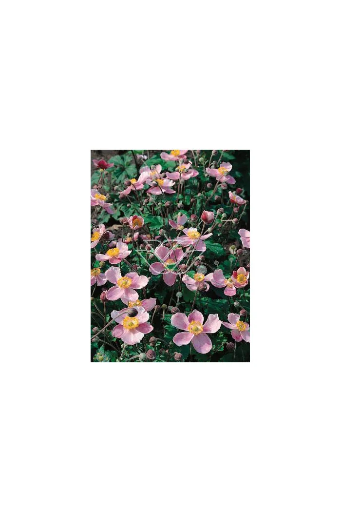 Zawilec japoński Anemone japonica